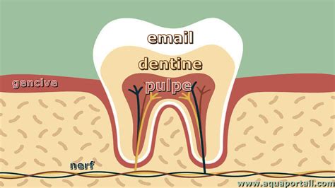 Illustration anatomique d'une dent montrant la pulpe, la dentine et l'émail