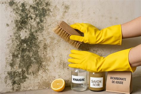 Photographie de moisissures sur un mur