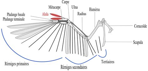 Représentation schématique d'une aile d'oiseau