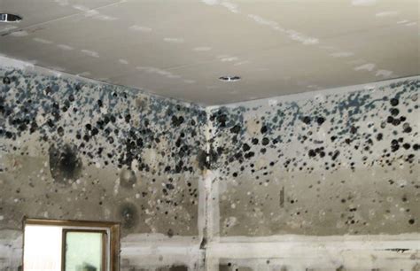 Moisissures sur un mur de cave