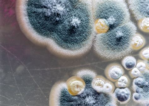 Illustration de moisissures et de champignons dans un vide sanitaire