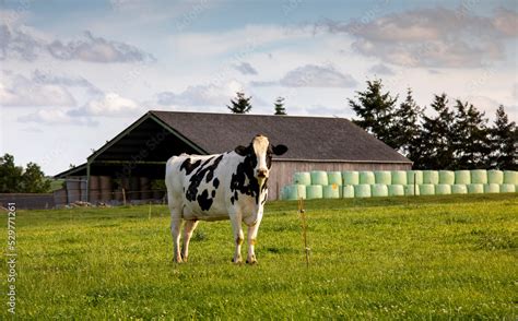 Vache laitière dans un champ