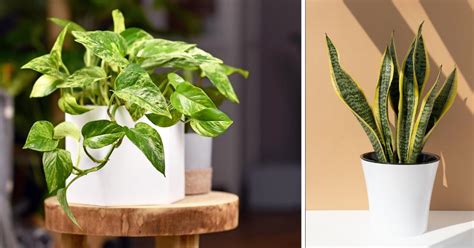 Plantes d'intérieur regroupées pour augmenter l'humidité