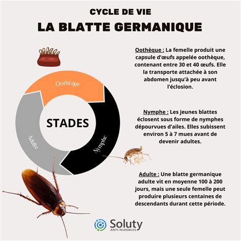 Illustration de la blatte germanique avec ses caractéristiques distinctives