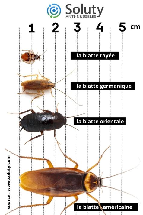 Schéma montrant les différents points d'entrée des blattes dans une habitation