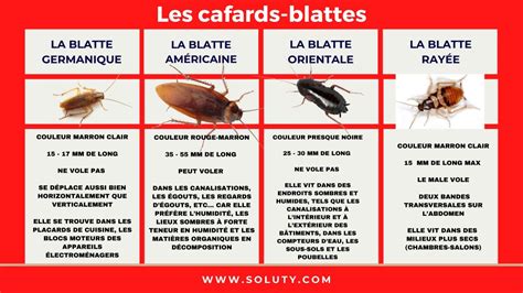 Infographie présentant les différentes méthodes de lutte contre les blattes