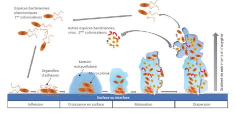 Schéma explicatif de la formation de poussière blanche dans un humidificateur