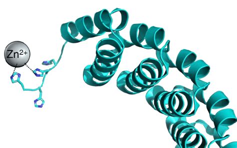 Représentation schématique d'une protéine avec un tag d'affinité attaché