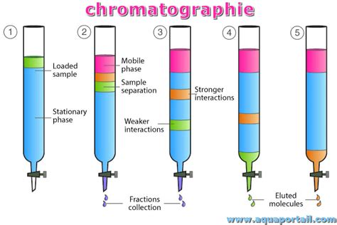 Schéma illustrant les quatre principaux types de chromatographie sur colonne