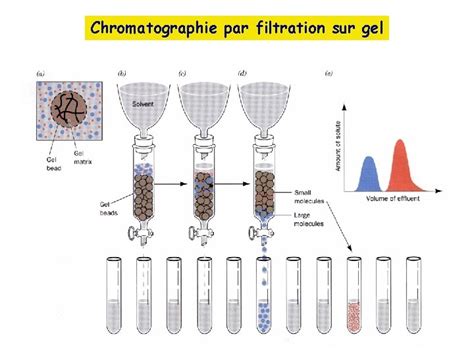 Représentation schématique de la purification d'une protéine GST par chromatographie d'affinité au glutathion