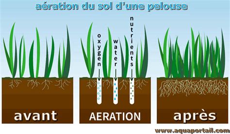 Infographie montrant les étapes de l'aération et du terreautage d'une pelouse