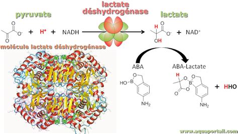 Représentation schématique de la réaction catalysée par la lactate déshydrogénase