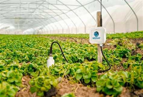 Champ agricole avec un système d'irrigation contrôlé par capteurs d'humidité