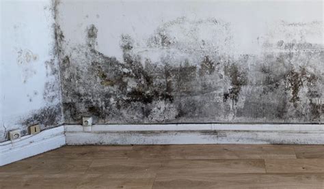 Moisissure sur un mur