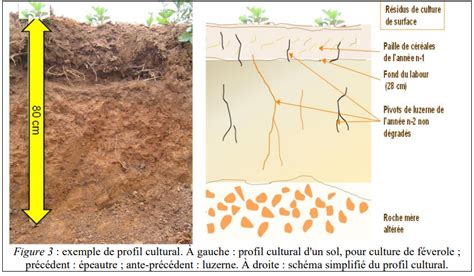Schéma de la composition d'un sol sain