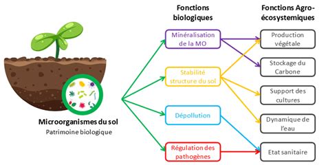 Infographie expliquant le rôle des micro-organismes dans la dépollution des sols