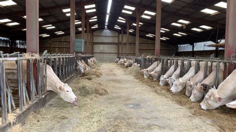 Système de brumisation installé dans un bâtiment d'élevage bovin