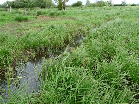 Végétation typique d'une zone humide