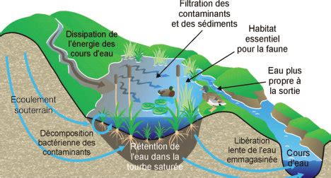 Schéma illustrant le rôle d'éponge des zones humides