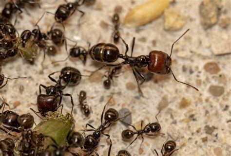 Illustration montrant le polymorphisme des ouvrières Messor barbarus (minor, media, major)