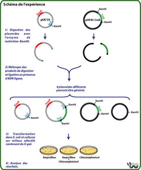 Schéma du clonage de gènes et de la production de protéines recombinantes