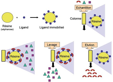 Principe de la chromatographie d'affinité