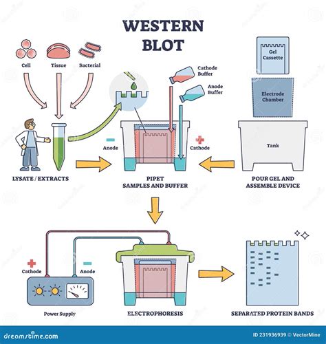 Schéma du Western Blot