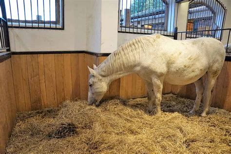 Cheval dans un box d'hiver bien préparé avec une épaisse litière de paille