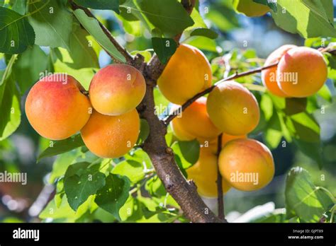 Abricots mûrs sur un arbre