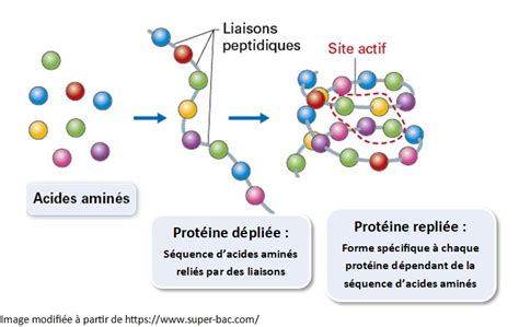 Illustration d'un réseau de réactions biochimiques complexes