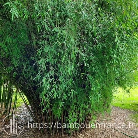 Bambou Fargesia en pleine croissance dans un jardin