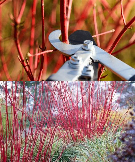 Rameaux colorés d'un cornouiller en hiver