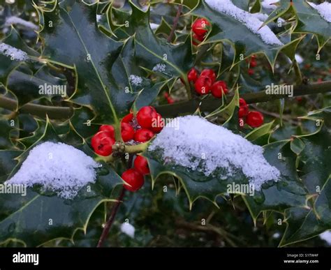 Fruits rouges brillants d'un houx en hiver