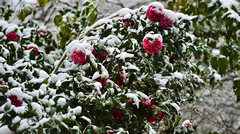 Fleurs éclatantes d'un camélia en hiver