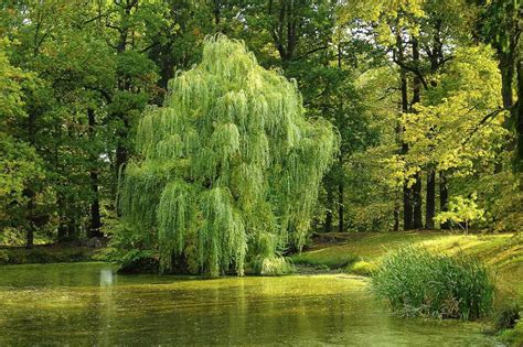 Saule pleureur majestueux au bord d'un point d'eau
