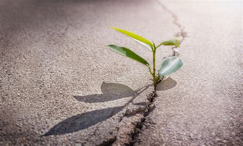 Illustration d'une plante poussant à travers le béton, symbolisant la néguentropie