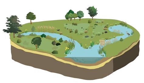 Schéma représentant les différentes composantes d'une zone humide