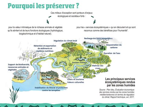 Infographie expliquant les fonctions écologiques des zones humides