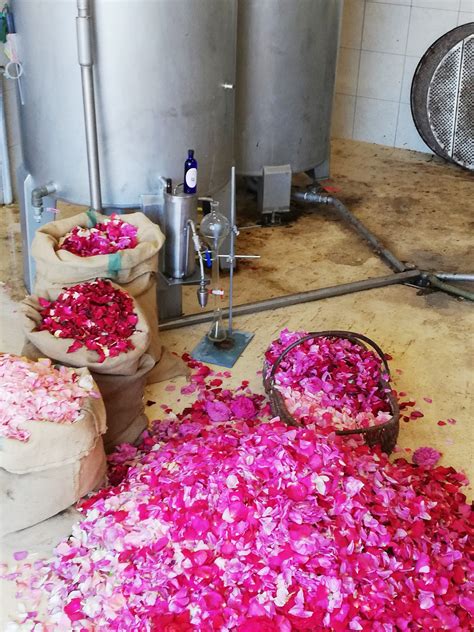 Distillation de pétales de rose