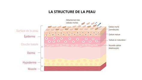 Schéma des couches de la peau et de l'action des impuretés