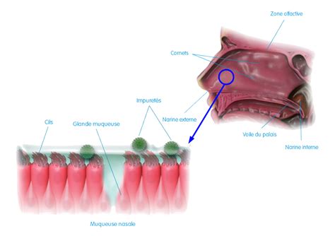 Schéma des muqueuses nasales et de leur rôle protecteur