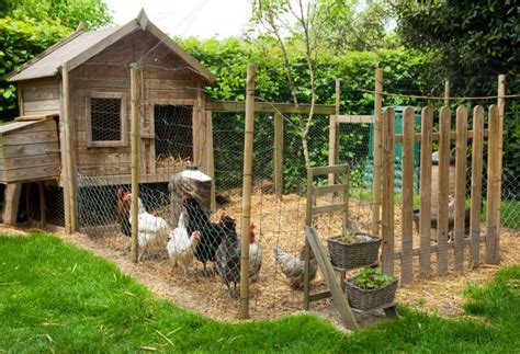 Poules dans un poulailler bien isolé