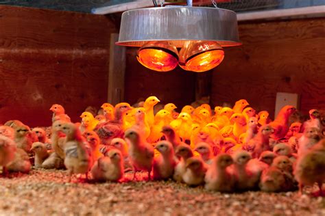 Poussins sous une lampe chauffante