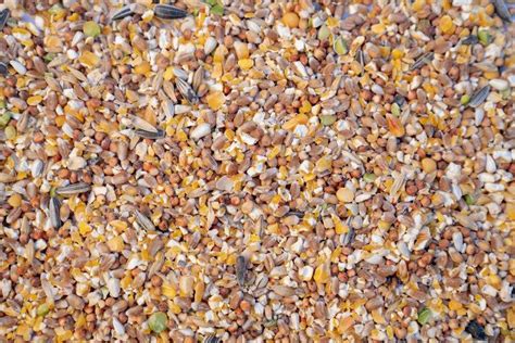 Mélange de graines et de maïs pour l'alimentation des poules