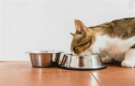 diagramme comparant l'hydratation des aliments secs et humides pour chats