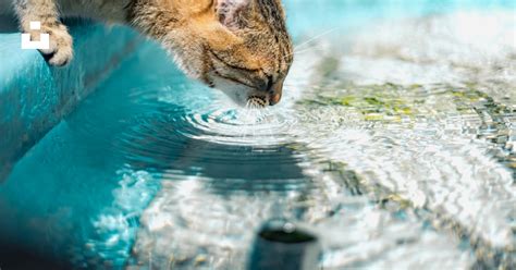 chat buvant de l'eau fraîche