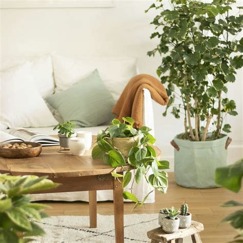 Plante verte dans un salon lumineux