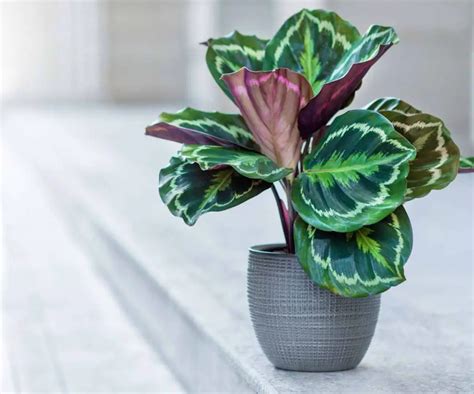 Feuillage d'un Calathea Medallion