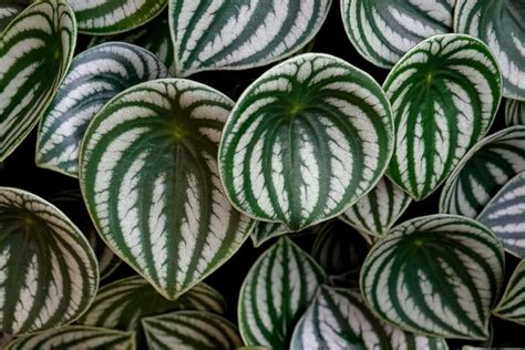 Assortiment de plantes Peperomia