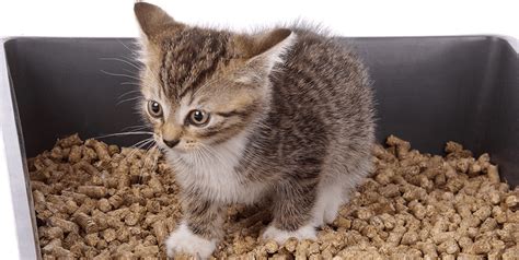 Granulés de bois pour litière de chat